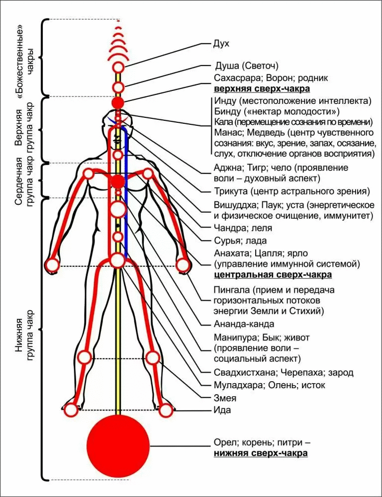 Потоки через тело. 12 Чакровая система человека схема. Чакры и энергетические меридианы. Энергетическая система человека чакры каналы меридианы. Энергетическая структура человека схема.